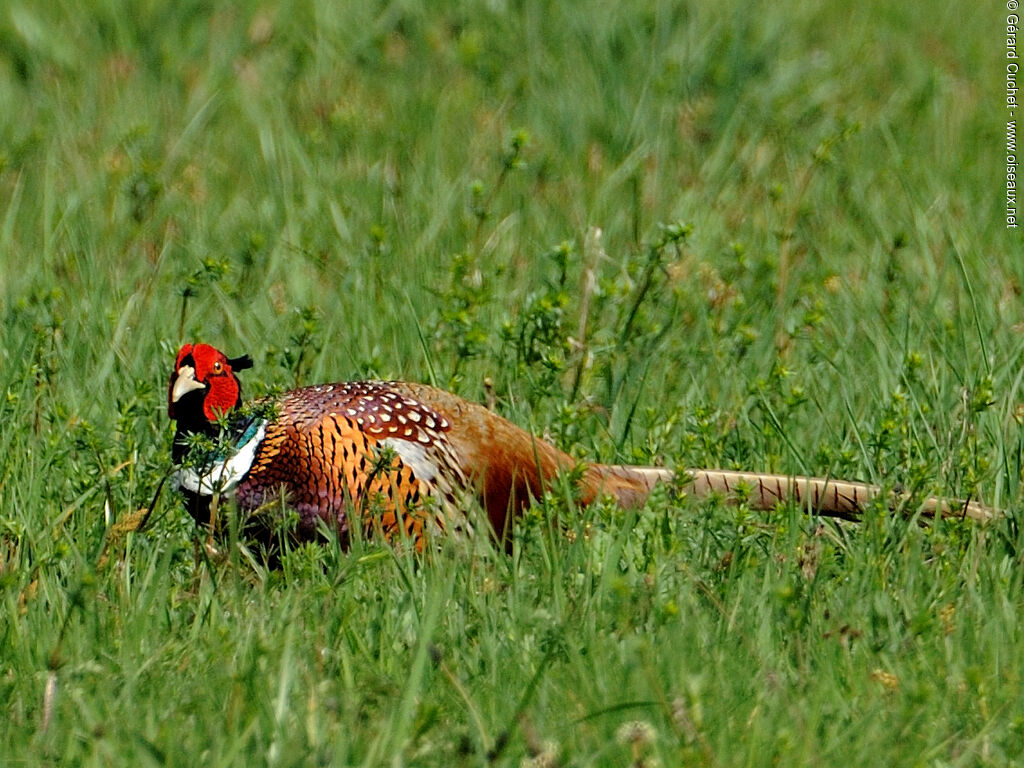 Common Pheasant male