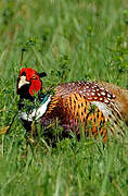 Common Pheasant