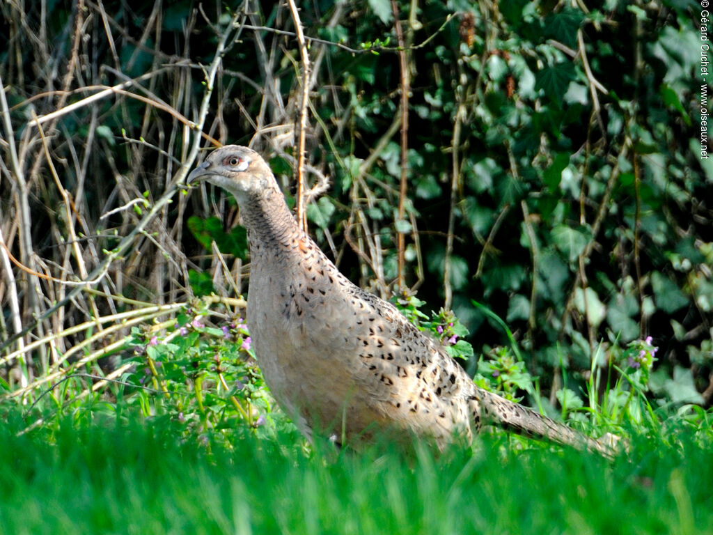 Common Pheasant female