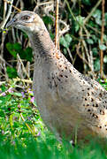 Common Pheasant