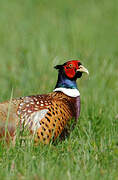 Common Pheasant