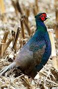 Common Pheasant