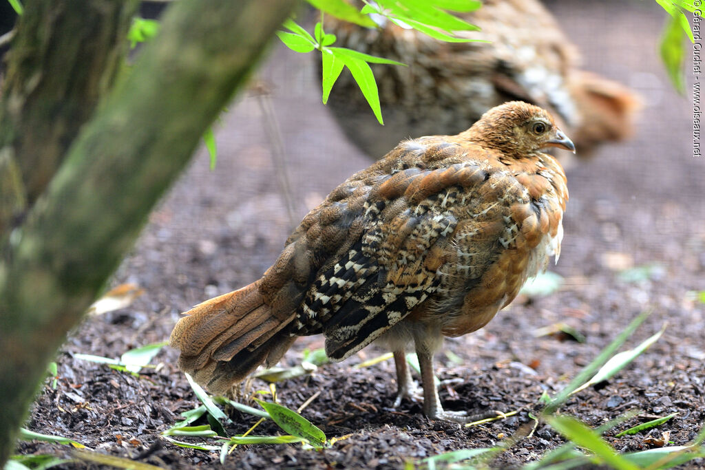 Cheer Pheasant, identification, pigmentation