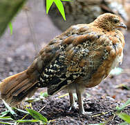 Cheer Pheasant