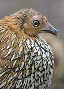 Cheer Pheasant