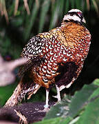 Reeves's Pheasant