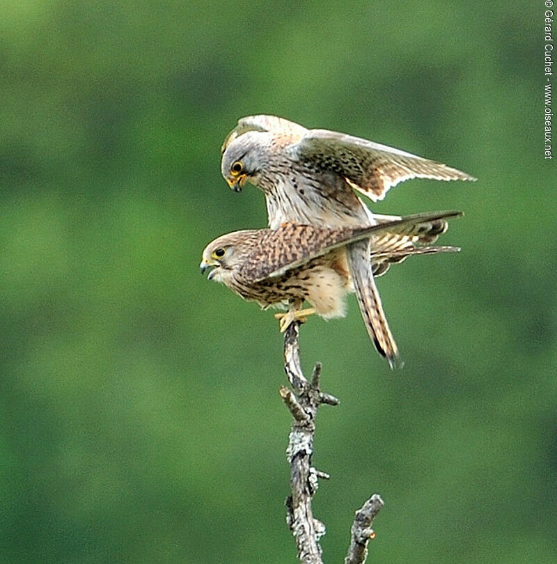 Faucon crécerelle 