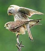 Common Kestrel