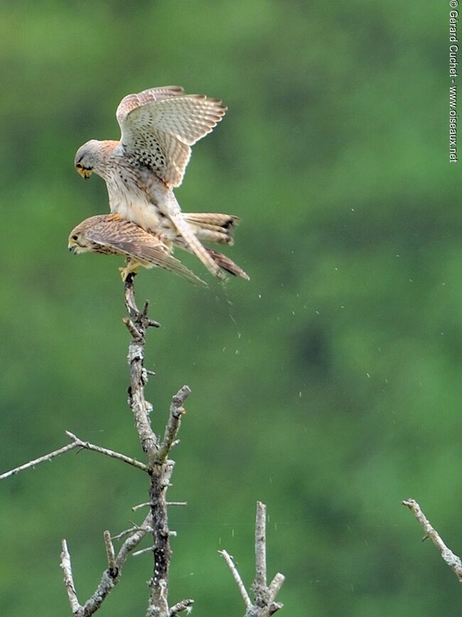 Common Kestrel , Behaviour