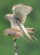 Common Kestrel