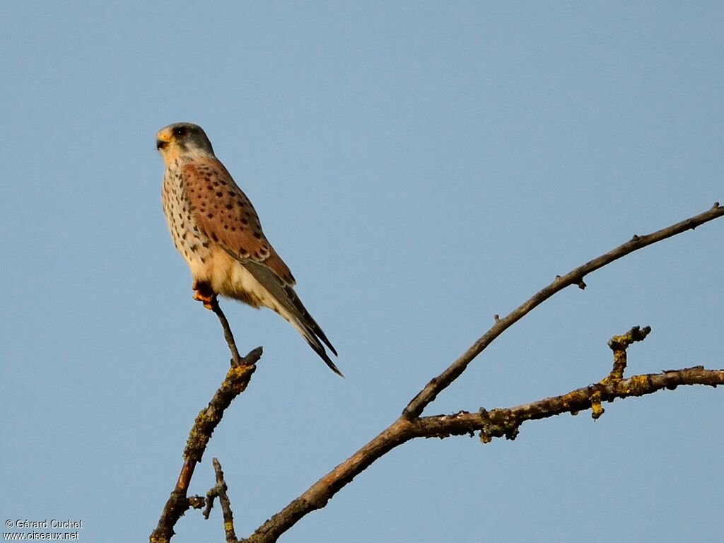 Common Kestrel