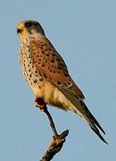 Common Kestrel