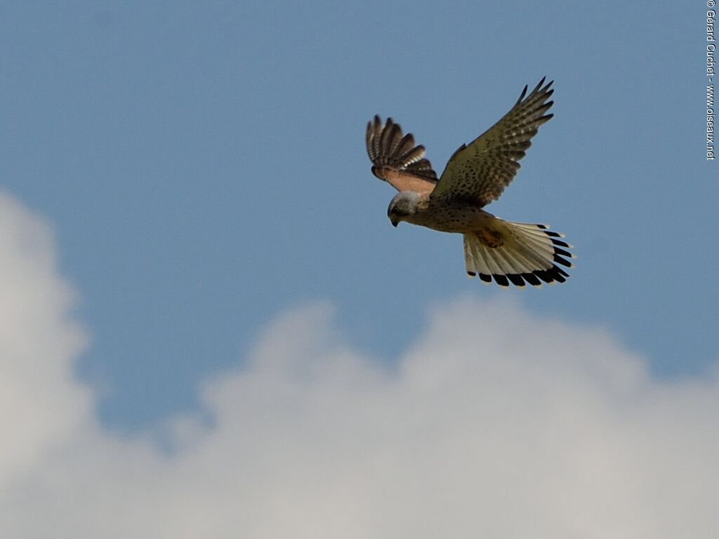 Faucon crécerelle