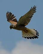 Common Kestrel