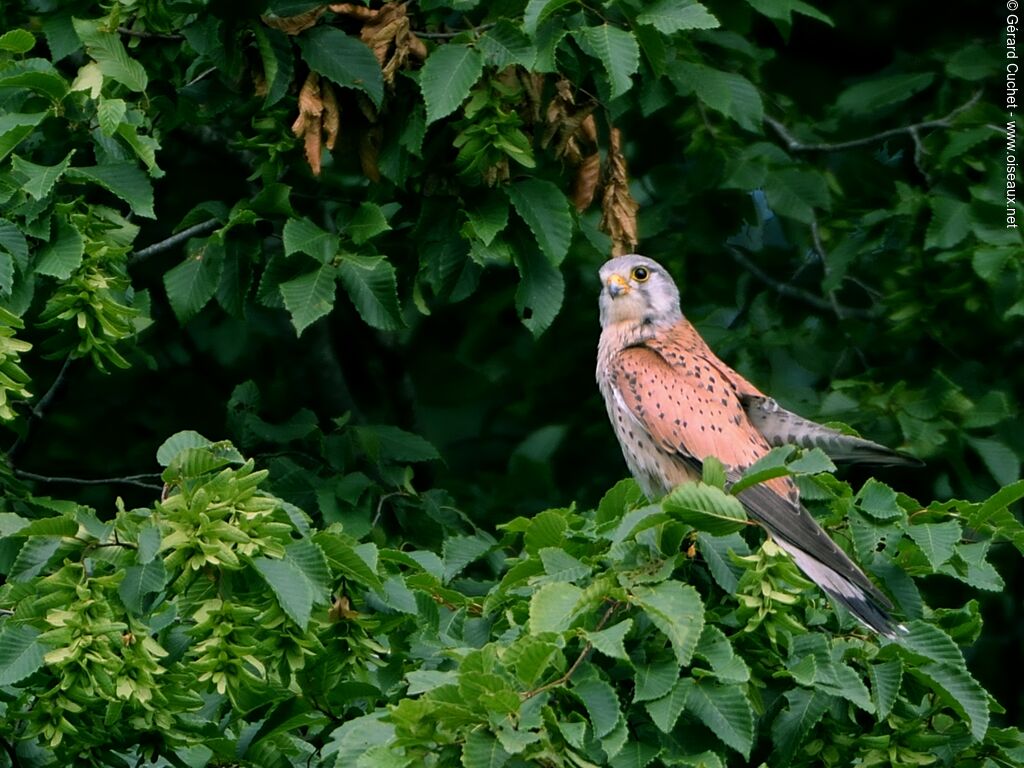 Faucon crécerelle