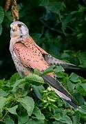 Common Kestrel