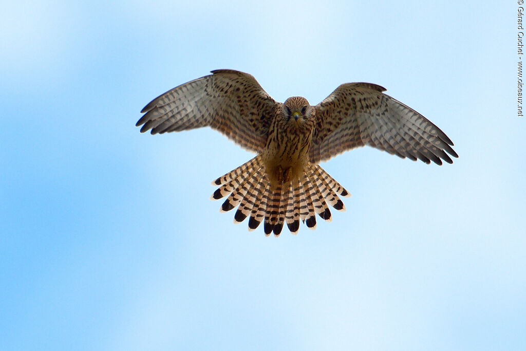 Common Kestrel, Flight