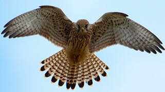 Common Kestrel