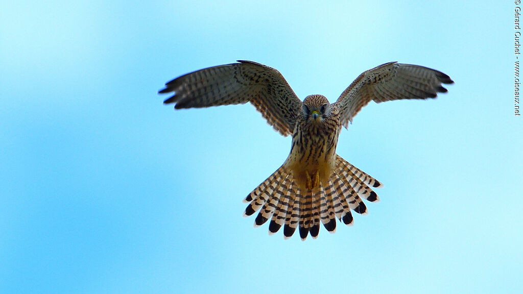 Common Kestrel, identification, pigmentation