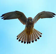 Common Kestrel