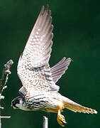 Eurasian Hobby