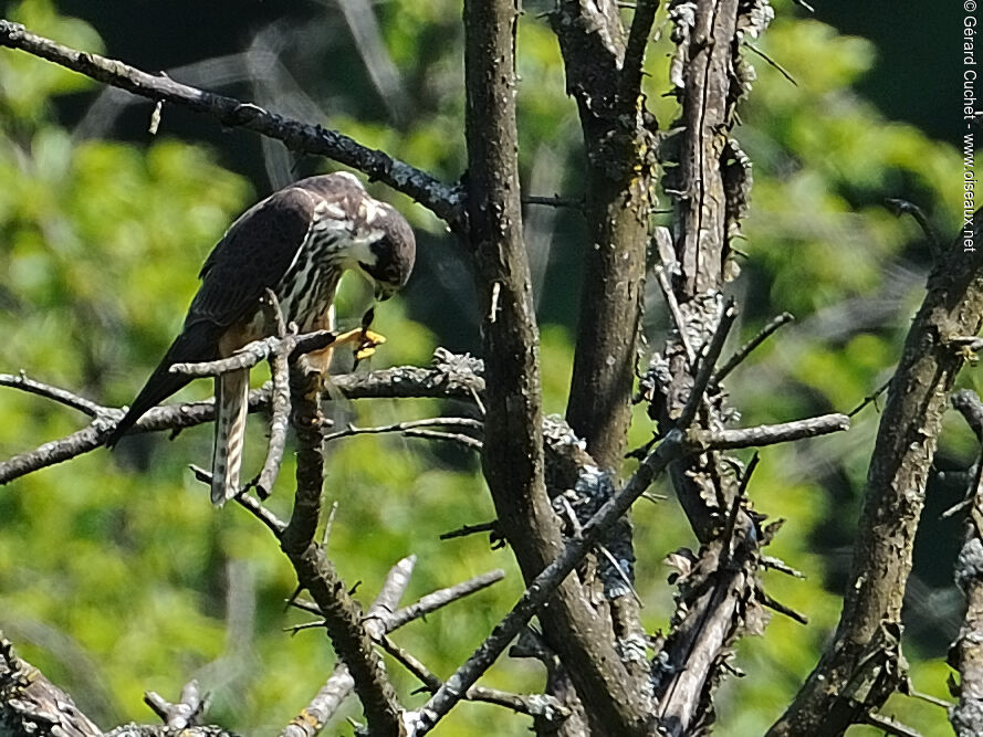 Eurasian Hobby