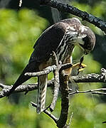 Eurasian Hobby