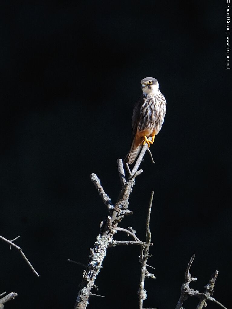 Eurasian Hobby