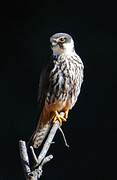 Eurasian Hobby