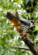 Eurasian Hobby