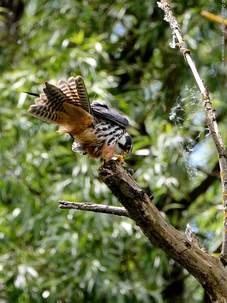 Eurasian Hobby