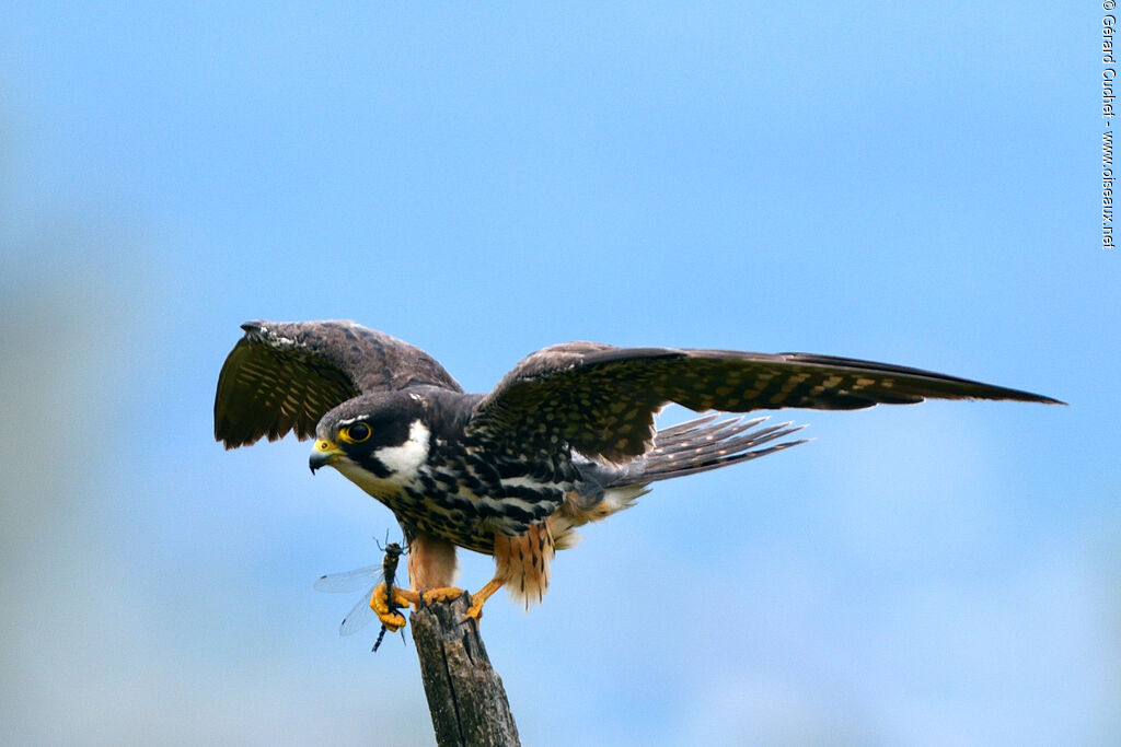 Eurasian Hobby, pigmentation, fishing/hunting, clues