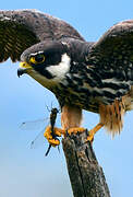 Eurasian Hobby