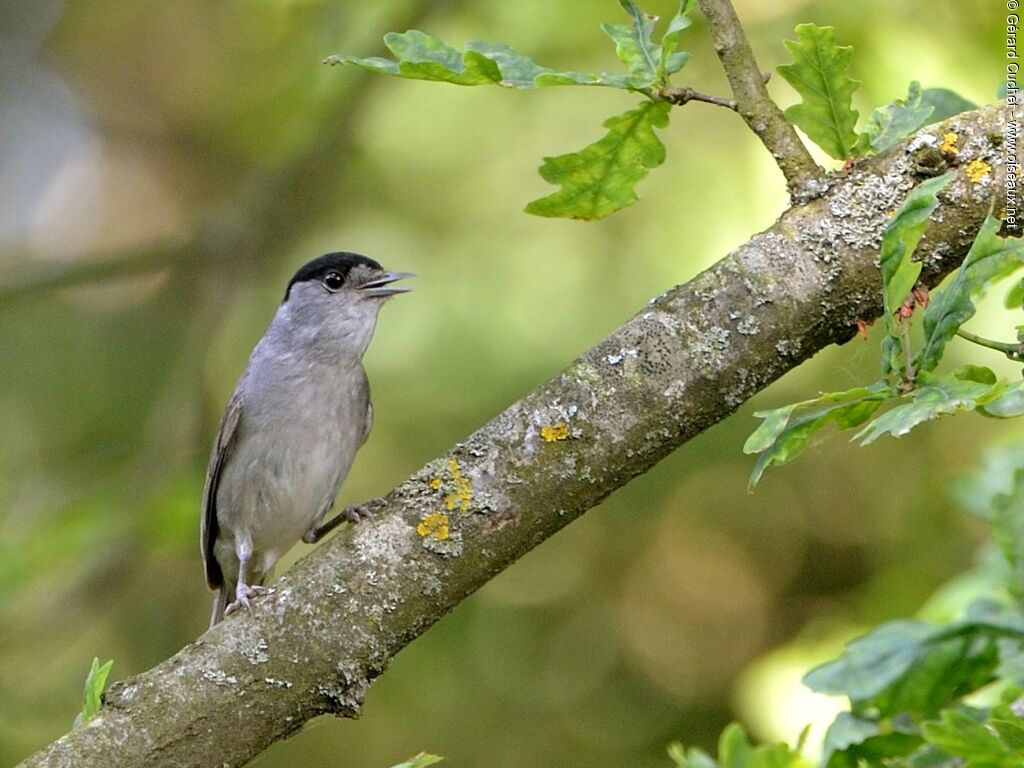 Eurasian Blackcap