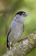 Eurasian Blackcap