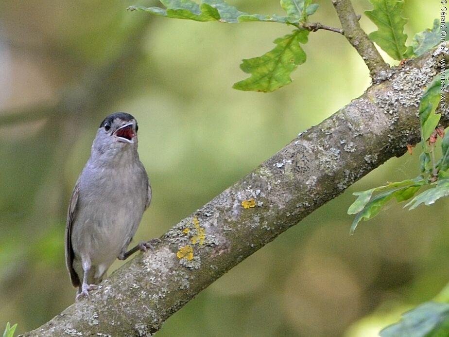 Eurasian Blackcap