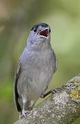 Eurasian Blackcap