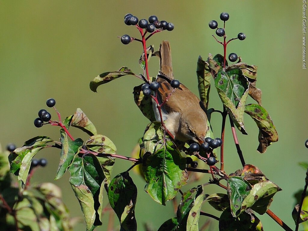 Common Whitethroat