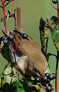 Common Whitethroat