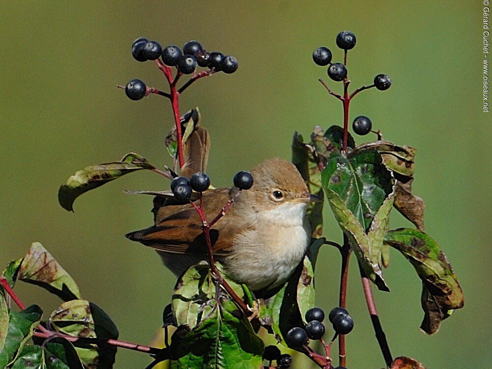 Common Whitethroat