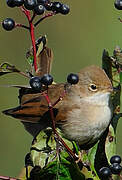 Common Whitethroat