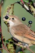 Common Whitethroat