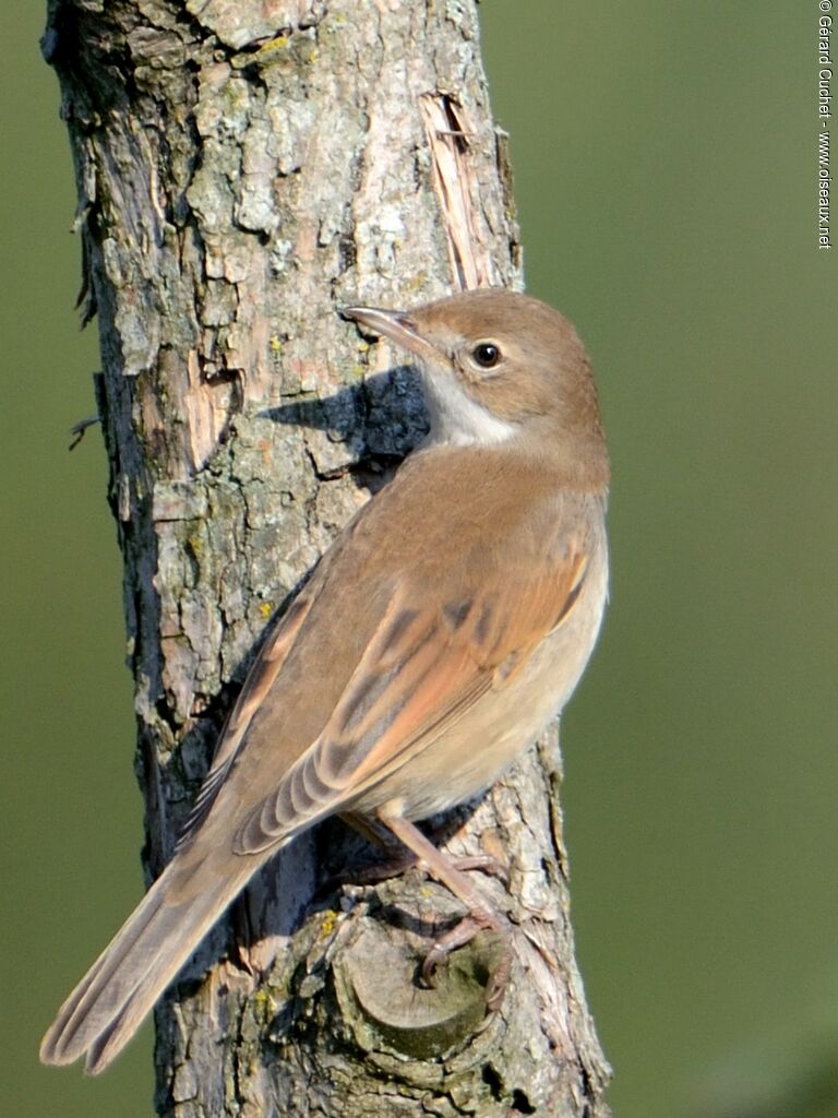 Common Whitethroat