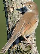 Common Whitethroat