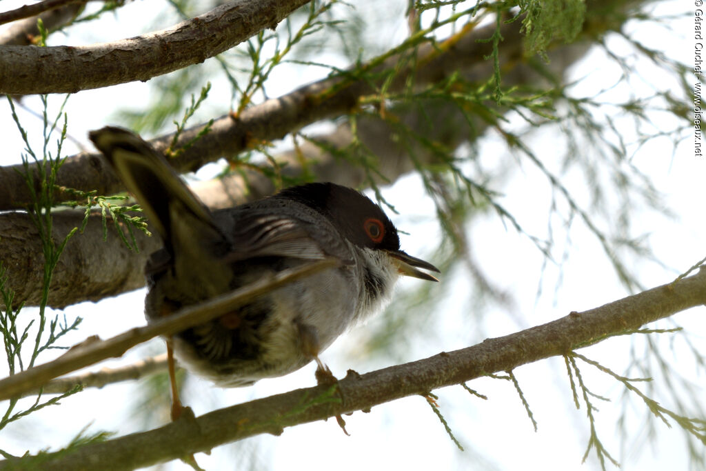 Sardinian Warbler, identification