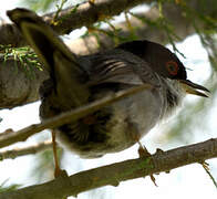 Sardinian Warbler