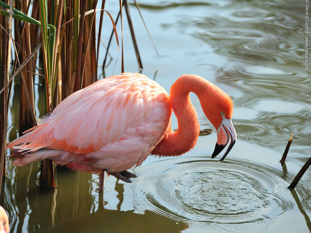 Flamant des Caraïbes