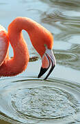 American Flamingo