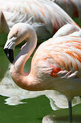 Chilean Flamingo