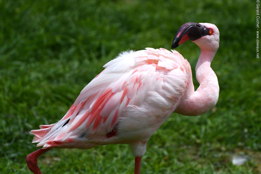 Lesser Flamingo